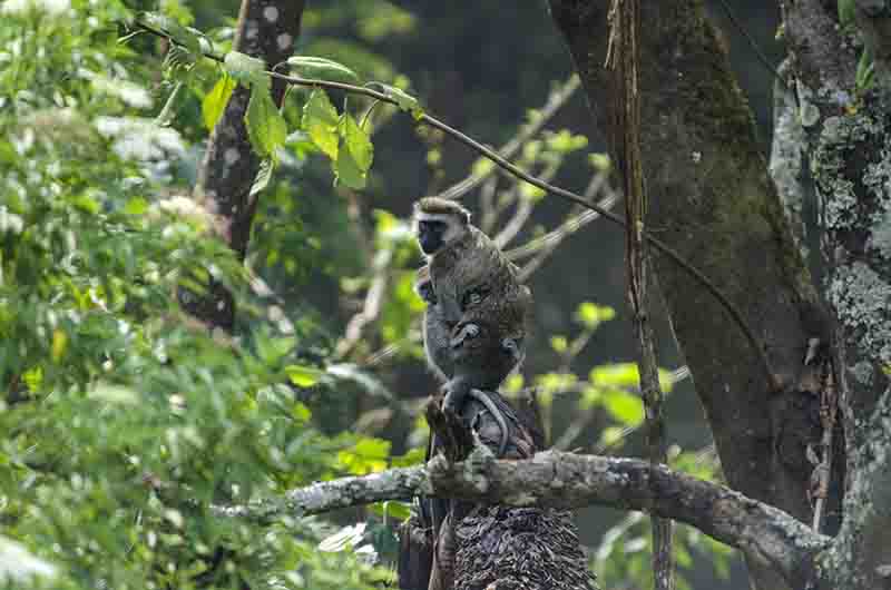 Mono Verde - Gisakura Guest House - parque nacional de Nyungwe - Ruanda 6.jpg